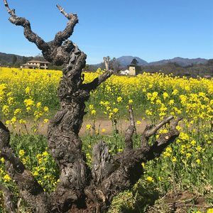 Meet your Posher, Elsa